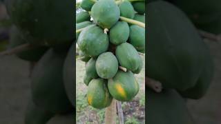 Papaya fruit papaya agriculture pomology shorts [upl. by Kruger]