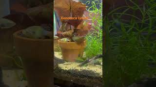 Xenotoca lyonsi the red tail splitfin goodied livebearers aquarium [upl. by Jaddan]