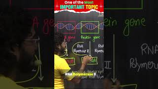 RNA POLYMERASE ENZYME biologywings [upl. by Noed449]