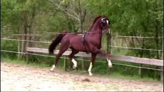 dutch harness horse Aureool [upl. by Sloatman]