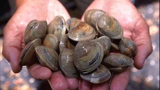 Facts Bivalves [upl. by Herwick]