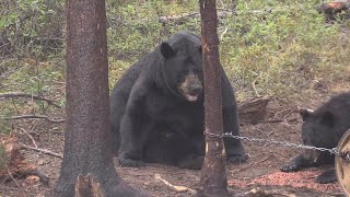 AS BIG AS THEY GET SASKATCHEWAN BLACK BEAR HUNT OF A LIFETIME [upl. by Guevara]