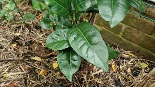 Garden Recovery Zone Resilient Citrus and Kangaroo Apple Seedlings After 2022 Winter Freeze [upl. by Arim]