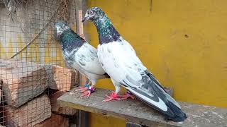 Young Breeder Teddy Pair Ch Wala ll Adnan Malik Pigeons ll [upl. by Ynomrah]