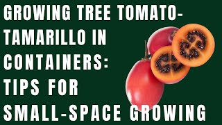 Growing Tree Tomato Tamarillo In Containers Tips For SmallSpace Growing [upl. by Hteik]