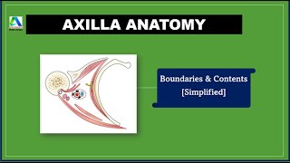 Axilla Anatomy  Boundaries and Contents Simplified [upl. by Odele]