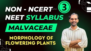 Malvaceae  Morphology of Flowering Plants  Non NCERT NEET Syllabus [upl. by Apicella]