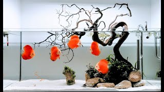 Top 3 Most Beautiful Discus Fish Tank  The Queen of Planted Aquarium [upl. by Retep]