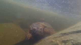 Snapping Turtle Algonquin Provincial Park [upl. by Niarbo377]