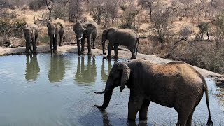 Rosies Pan  Wildlife Live Stream – Greater Kruger National Park [upl. by Caspar]