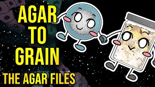 The Agar Files  Inoculating Agar to Grain [upl. by Pressman306]