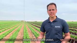 Benefits of TRIANUM in lettuce crop in Spain [upl. by Yelsna]