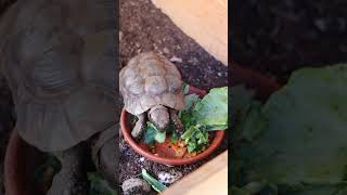 Tortoise Eating Timelapse [upl. by Waligore]