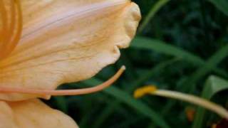 Hybridizing pollinating Daylilies in Your Garden [upl. by Pollyanna143]