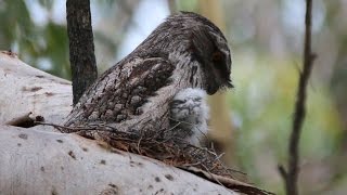 The vital role of the Tawny Frogmouth father  from chick to fledgling [upl. by Eikcim]