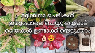 Aglonima plant care malayalam  Aglonima care at homr full tips and tricks [upl. by Turmel]