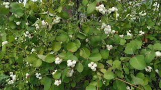 Toxic Snowberry Symphoricarpus albus [upl. by Karlotta54]