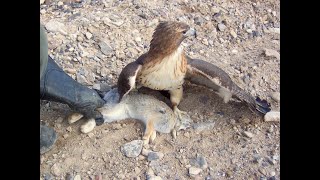 Falconry Falcons Accipiters Buteos Part 2 [upl. by Notlimah115]