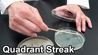 Quadrant Streaking Bacteria  Techniques Demonstration [upl. by Atnaloj]