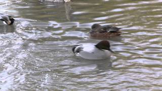 Falcated teal courtship [upl. by Cassandre]