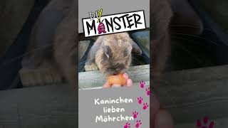 Kaninchen Futter Möhren kaninchen rabbit shorts bunny [upl. by Constantina]