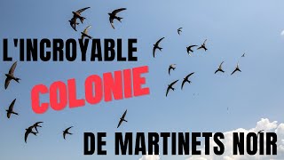 Lincroyable colonie de Martinets noirs  Alain Georgy [upl. by Kliman676]