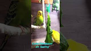 Happy Parakeet on Swing shorts Cute Budgies Chirping birds pet funny [upl. by Enyluqcaj458]