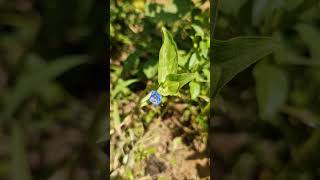 Commelina diffusa  വാഴപ്പടത്തി familycommelinaceae [upl. by Studdard566]