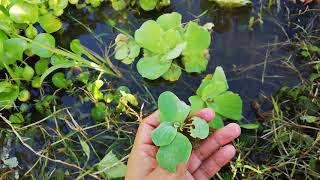 how to reproduce water lettuce [upl. by Ettesyl]