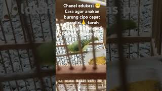 Cara agar cipo mandiri lolohan ciposirtu birds kicaumania burungkicau kicaumania [upl. by Phil]