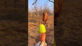 Camel Why eating vegetables fruit animals camel desertanimal ytshorts Wildlife [upl. by Aynas492]