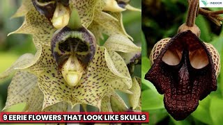 9 EERIE FLOWERS THAT LOOK LIKE SKULLS [upl. by Llenaej]