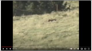 Tasmanian tiger Redux1998 footage South GippslandVictoriaMainland Australia [upl. by Llerrehc]