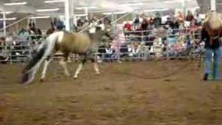 Summer Breeze Guinness Book of World Records Horse [upl. by Epuladaugairam]