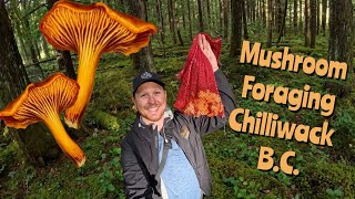 Chanterelle Mushroom harvest  Chilliwack [upl. by Teirrah]