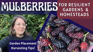 How Mulberries Build Resilience in my Food Forest System amp Why They Arent for Everyone [upl. by Erlewine]