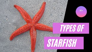 Beautiful sea starfish species in English  starfish [upl. by Shelley]