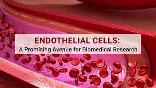 Endothelial Cells A Promising Avenue for Biomedical Research [upl. by Drauode111]