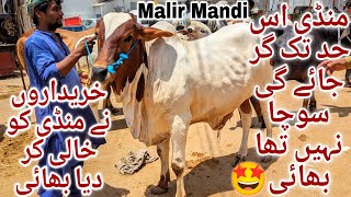 Malir Mandi Karachi Cattle Latest Rates Update 11 June 2024  Cow Mandi 2024  Bakra Eid Season 2023 [upl. by Delija]