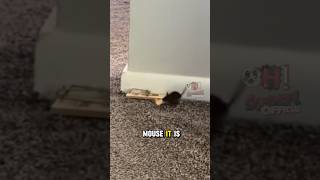 This mouse use smart trick to get the cheese from the mouse trap 😱😱shorts [upl. by Arlinda851]