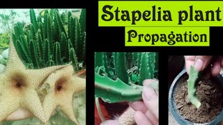 AlgrowStapelia Plant PropagationHow To Propagate Stapelia PlantHome Fairy Garden [upl. by Molloy]