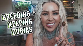 HOW TO EASILY BREED DUBIA ROACHES 🪳 [upl. by Alli]