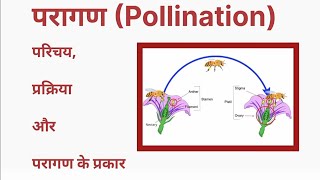 परागण क्या होता है Pollination full topic in hindi  Pollination definition and type of pollination [upl. by Levitt]