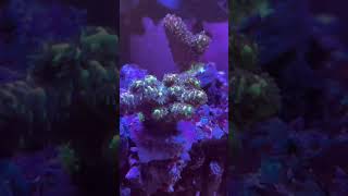 Acropora corals youtubeshorts coral relaxingmusic [upl. by Hobbs]