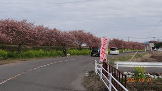 【 山武市・木戸川 散歩 】※2024年 03月 07日（木） [upl. by Aseel]