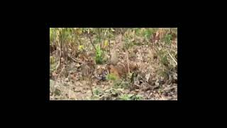 Hidden Tiger in Hunting Position captured Jim Corbett National Park [upl. by Robina]