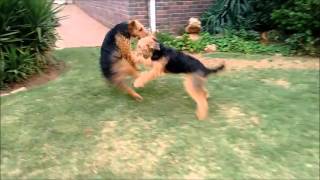 Two Airedale Terriers Playing Bitey Face [upl. by Kelsi]