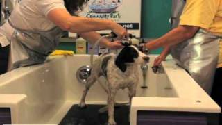 3 step dog grooming basics [upl. by Ffilc]