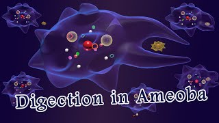 Nutrition in amoeba Digestion in amoeba [upl. by Yhtac767]