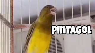 PINTAGOL CANTANDO QUE MELODIA LINDA [upl. by Ahtebat]